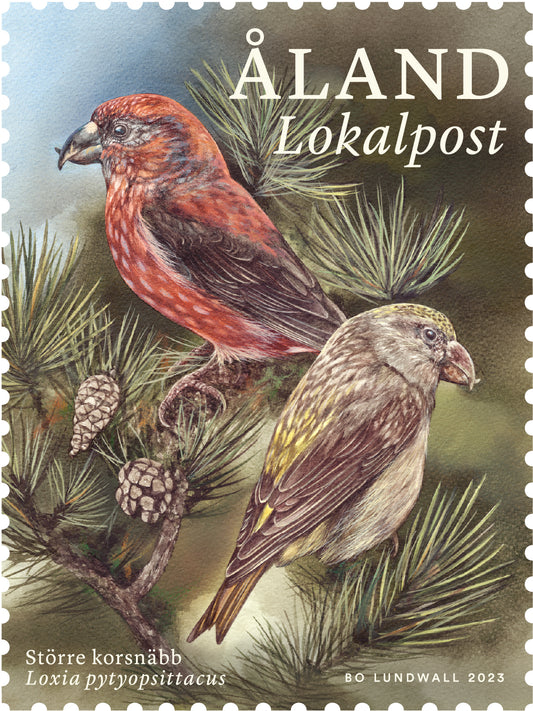 Parrot crossbill -mint