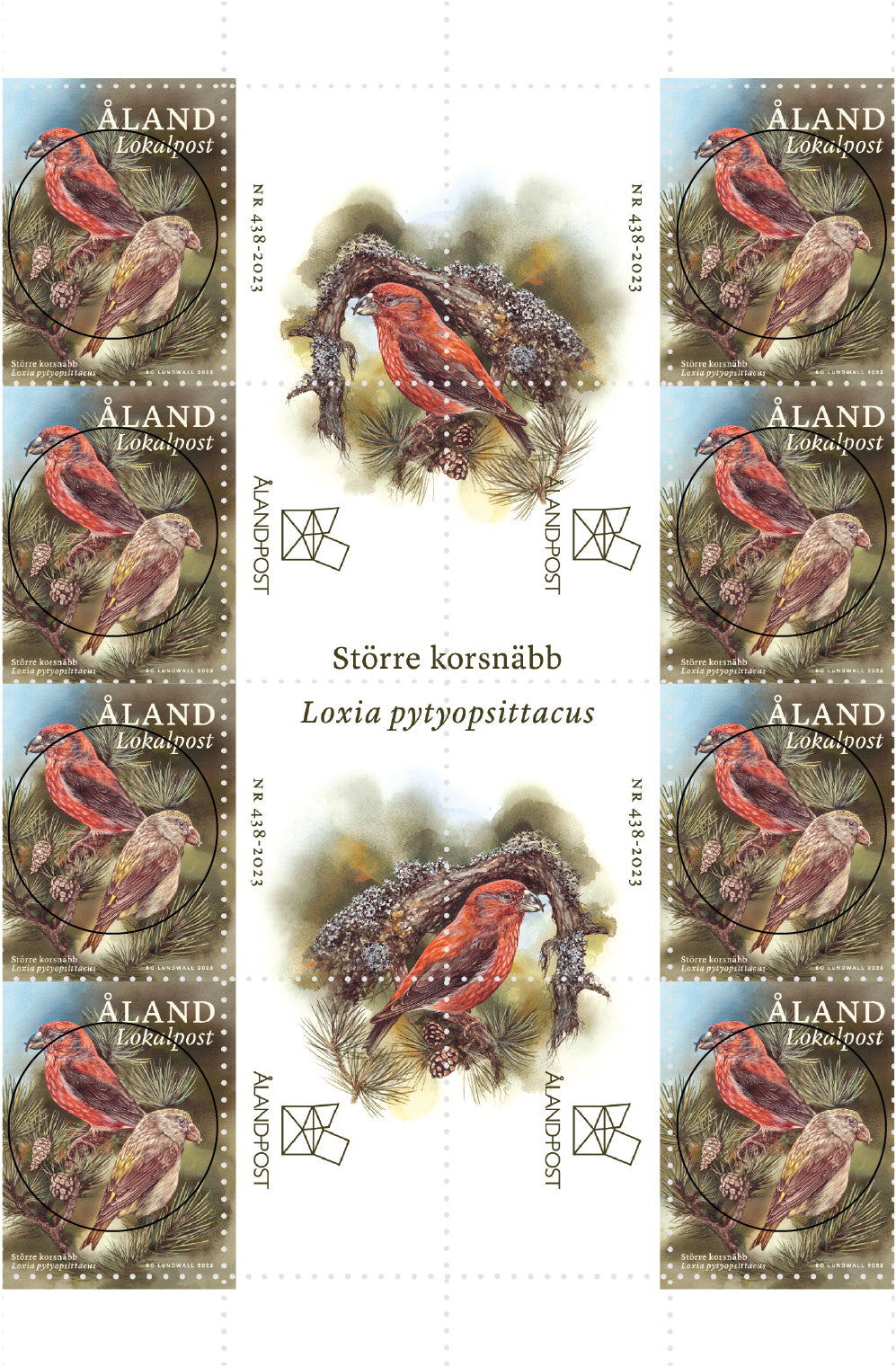 Parrot crossbill -cancelled