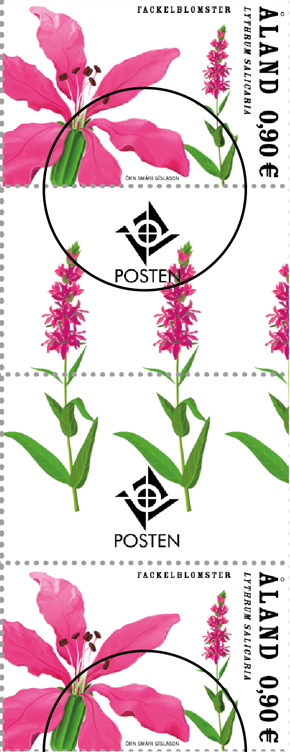 Purple loosestrife -cancelled