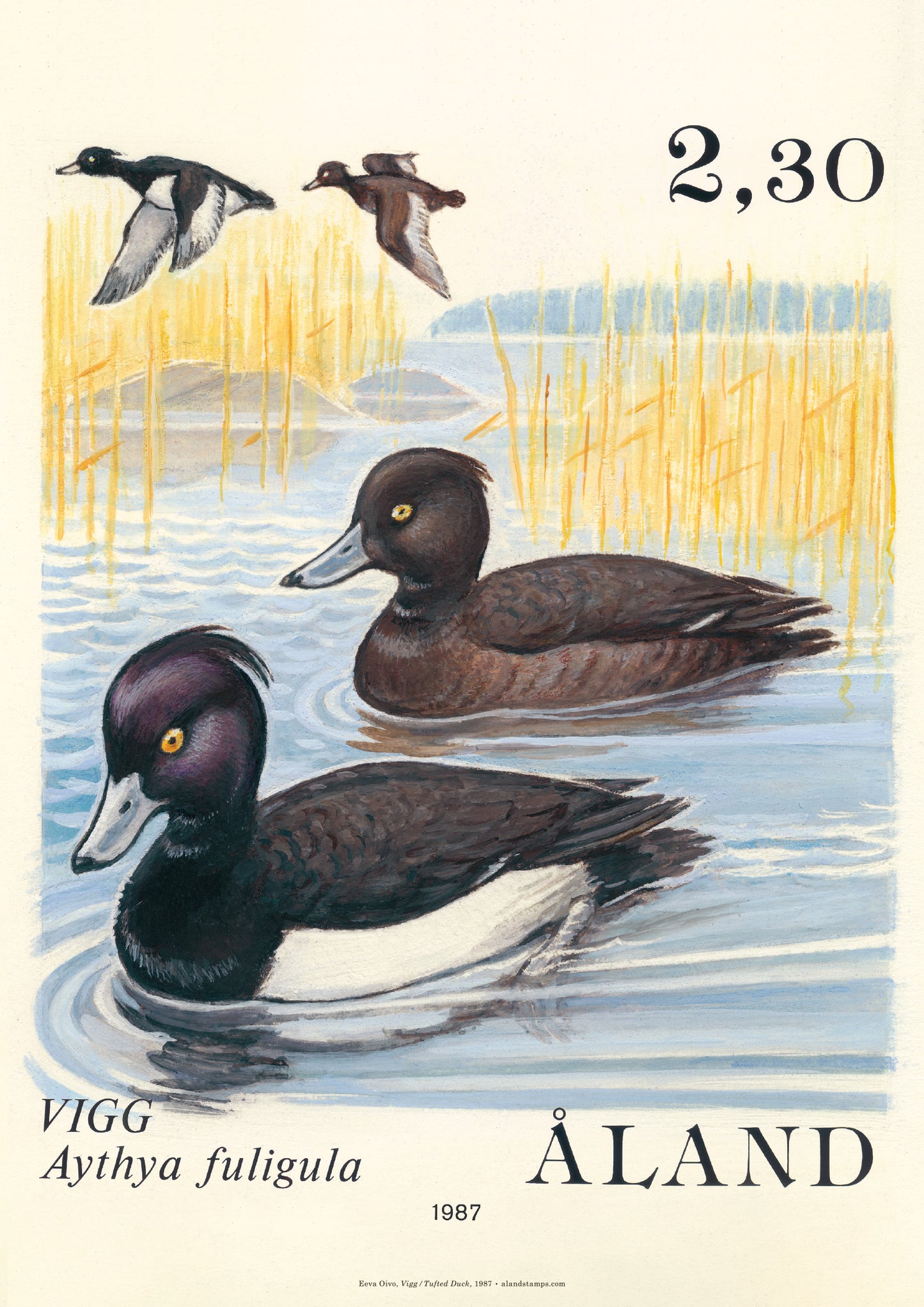 Heritage collection - Tufted duck, 50x70