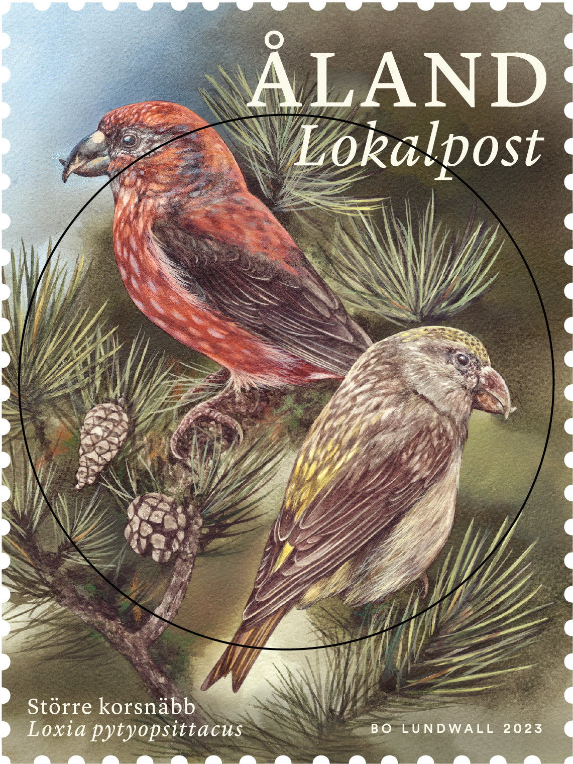 Parrot crossbill  -cancelled