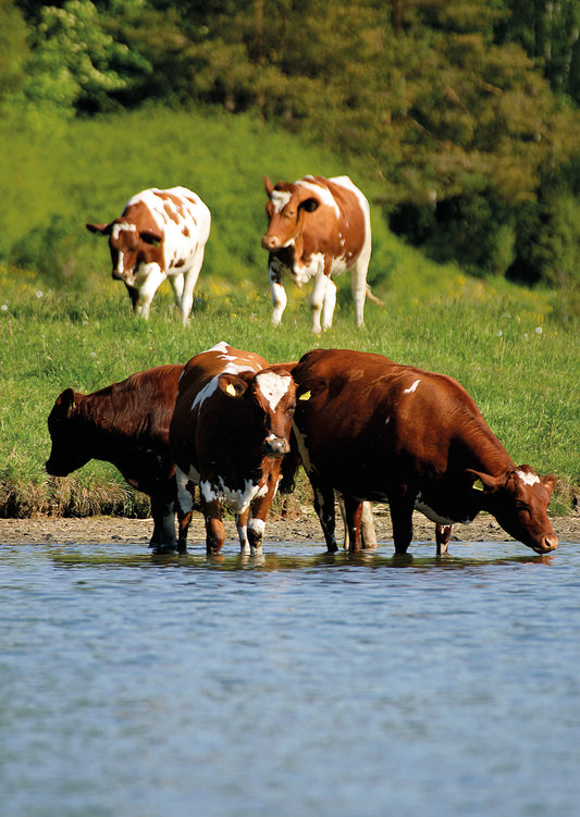 Cows at water's edge